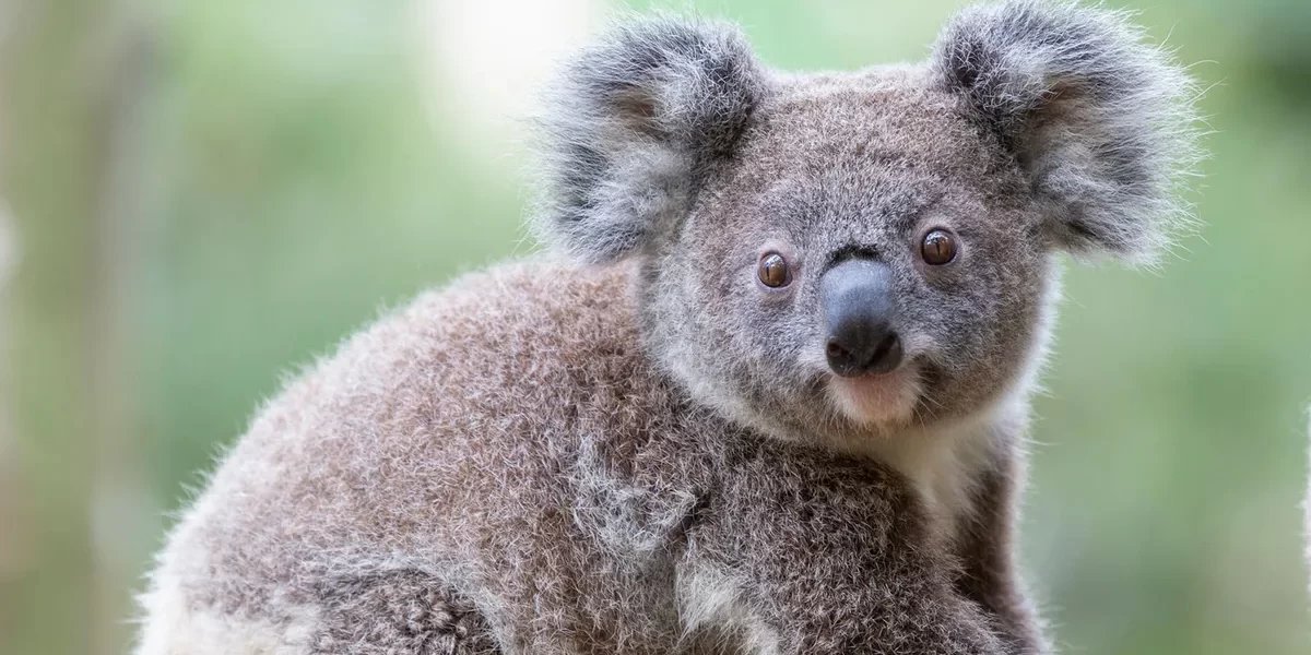 State government expands support for communities affected by GKNP timber moratorium