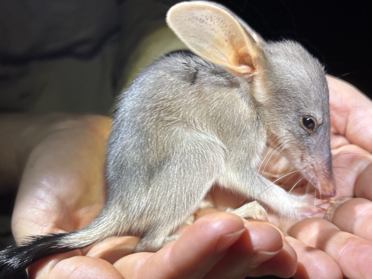 Pilliga’s Bilby population flourishing