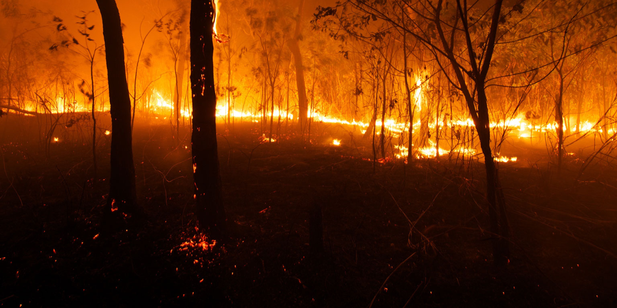 NSW Government responds to Bushfire Inquiry reforms