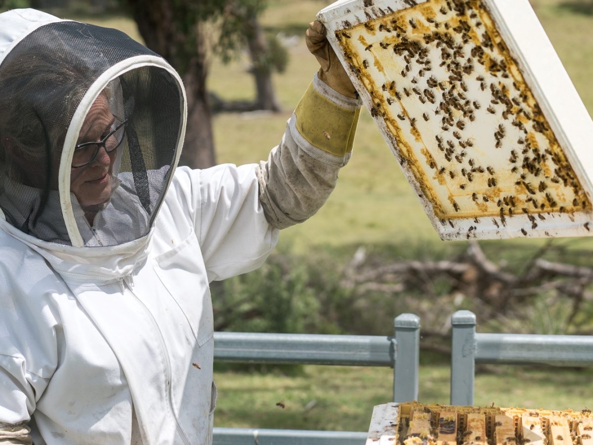 UNE Researcher leads the charge to protect bees from PFAS