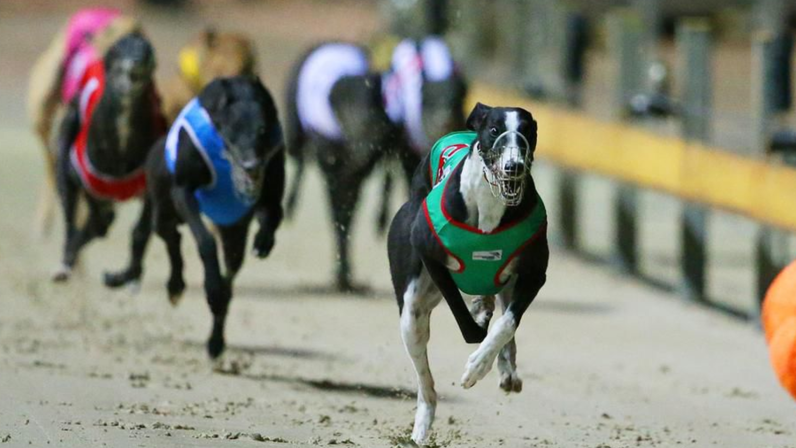 Greyhound Racing NSW To Introduce Additional Country Class Meetings