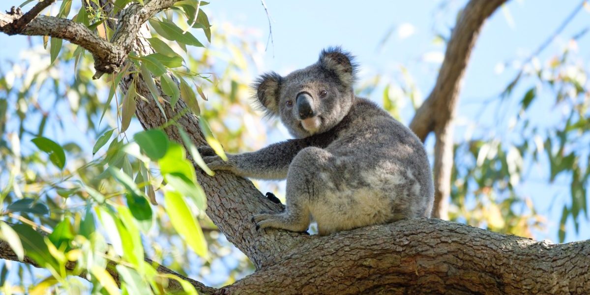Have your say on Great Koala National Park recreation