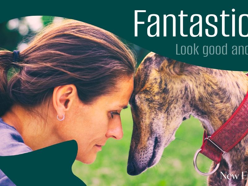 Greyhounds to steal hearts at Tamworth adoption day