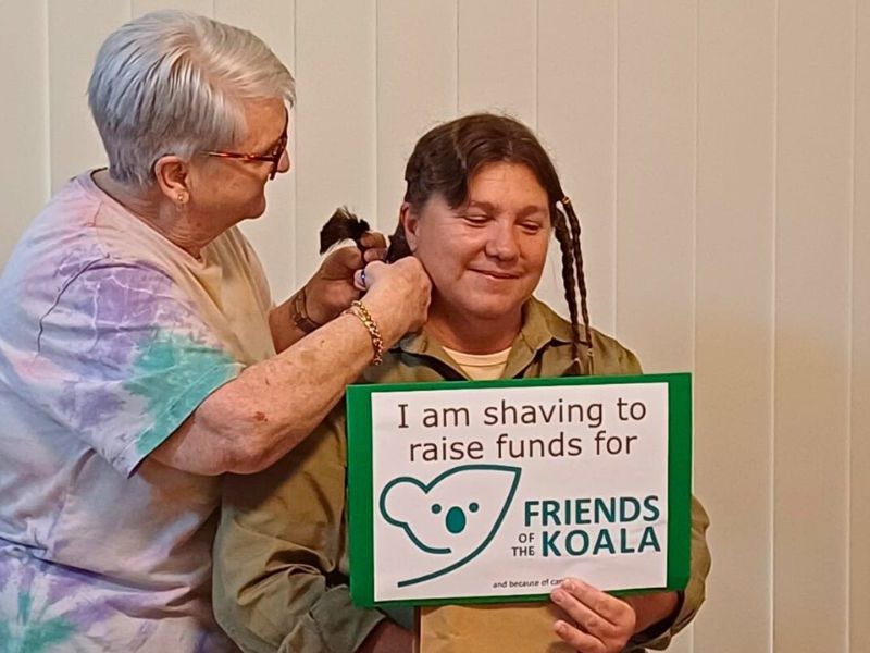 Shave and save: Tanya’s fundraiser to support koalas and breast cancer awareness