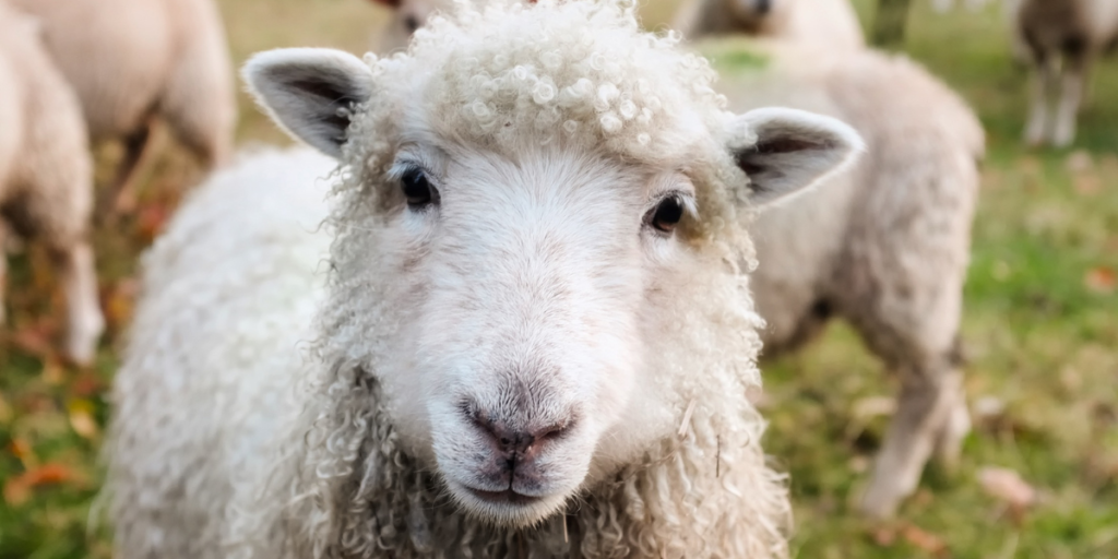 Boost in state funding for sheep and goat eID tags