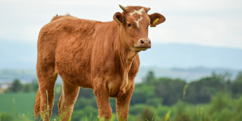 Low Methane Beef project delivers first genomic insights to help reduce emissions in beef cattle 