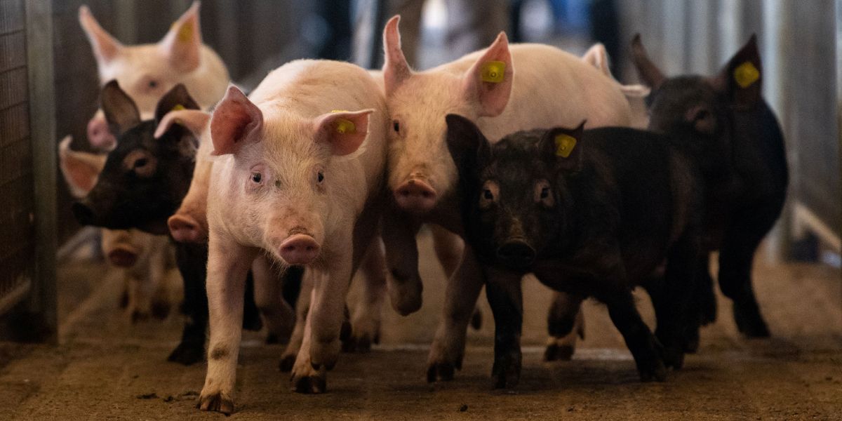 Christmas reminders for pig owners