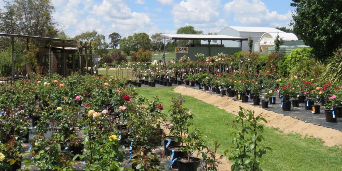 A milestone year: Black Mountain Nursery reflects on 40 years of growth