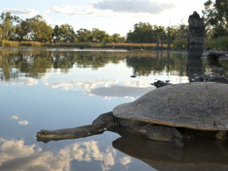 Freshwater turtles are dying while environmental water sits in dam