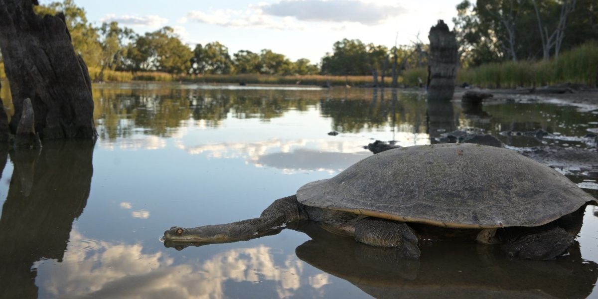 Freshwater turtles are dying while environmental water sits in dam