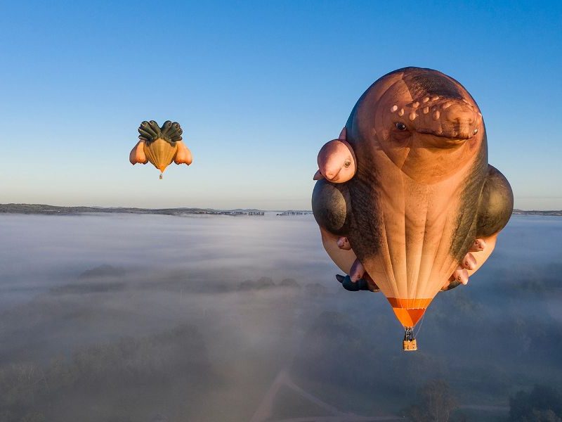 Skywhales to soar over Armidale at 2026 Autumn Festival