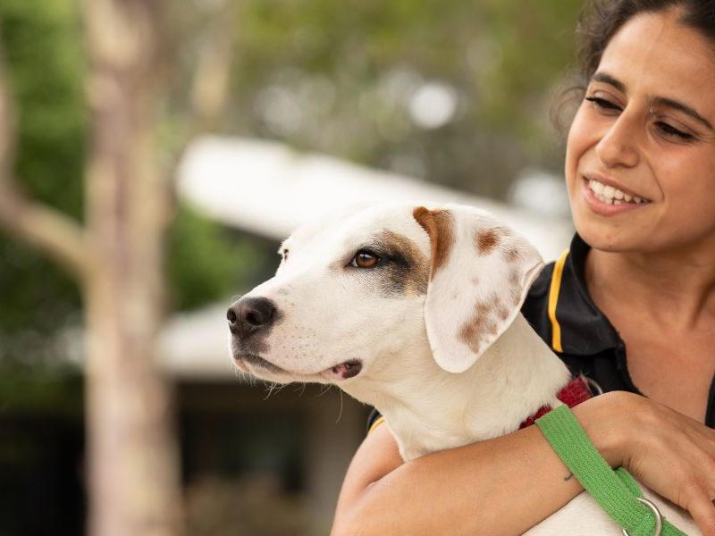 Give a rescue pet a home this Christmas