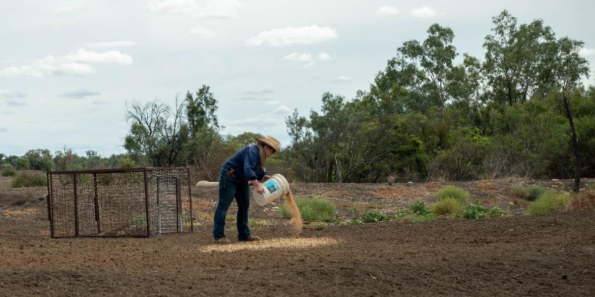 Act early on feral pig control