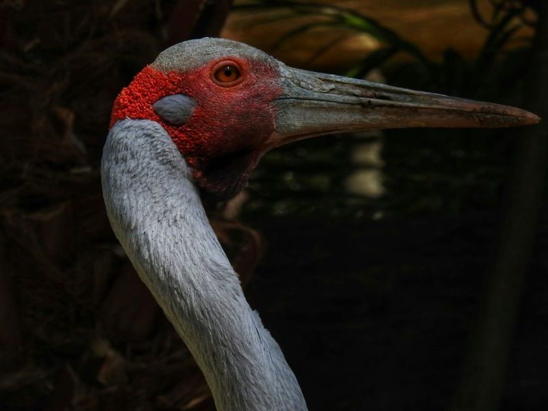 UNE leads effort to protect brolga populations in NSW wetlands