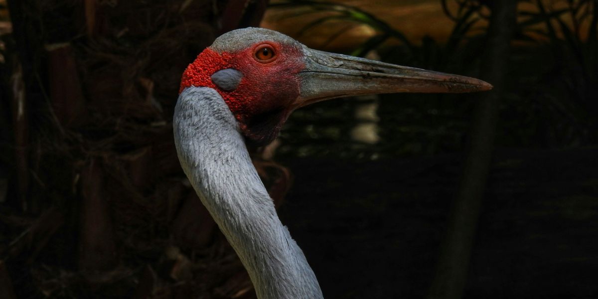 UNE leads effort to protect brolga populations in NSW wetlands
