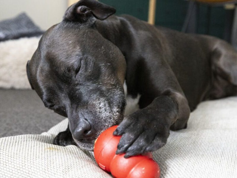 Easter chocolate is good for you, not your pets