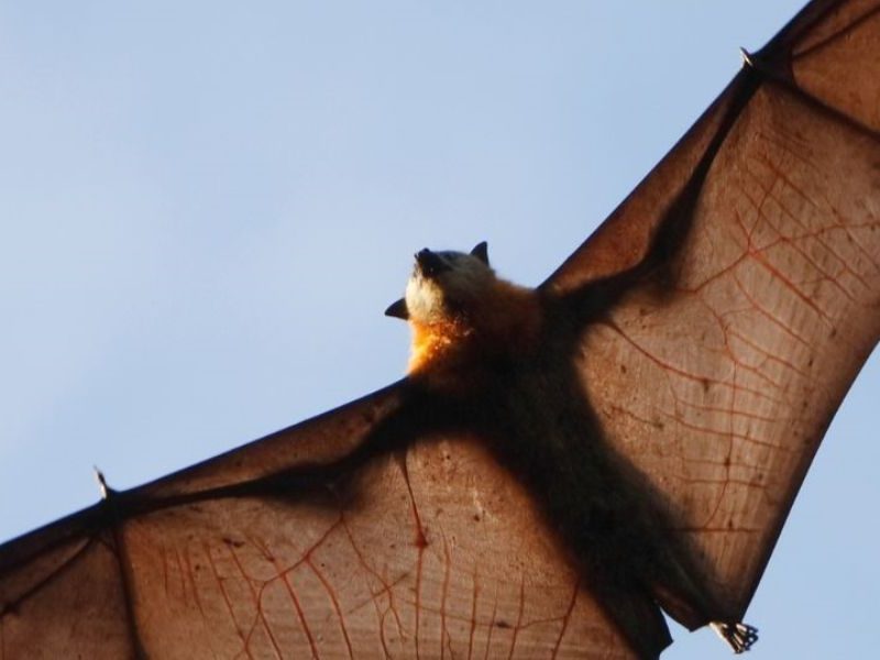 Hunter New England residents urged to avoid handling bats to stay safe from lyssavirus