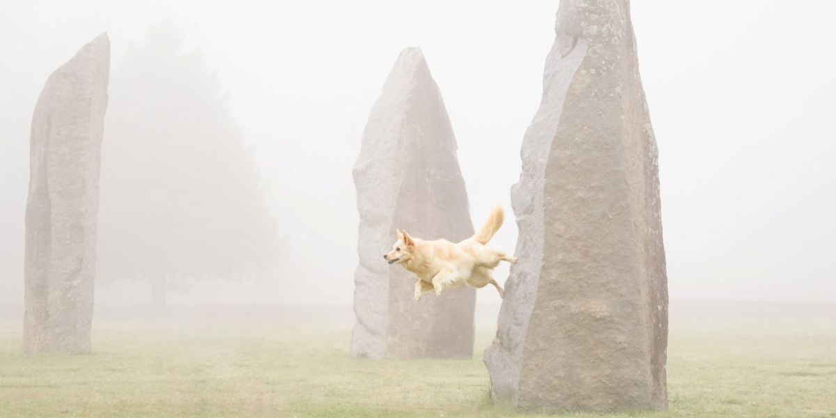 Award-winning dog photographer bringing national charity project to New England