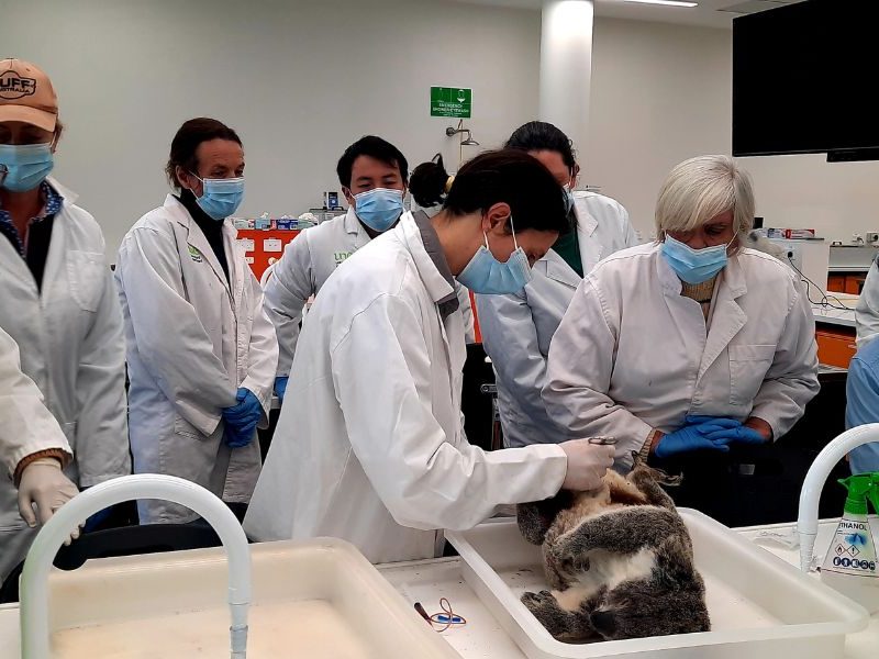 Professional veterinary training boosts koala care in Northern Tablelands