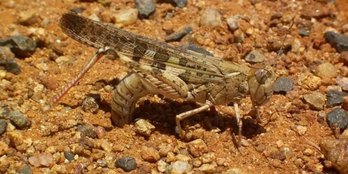 Landholders encouraged to report plague locust sightings