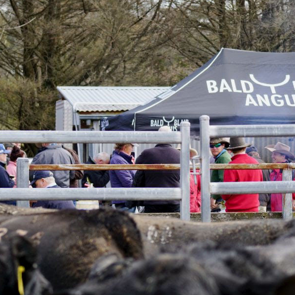 Over 100 bulls at Bald Blair Angus bull sale next Tuesday | New England ...