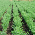 Chickpea crop