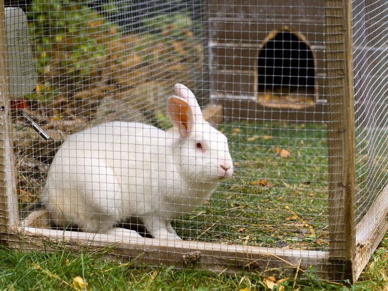 Pet rabbit owners urged to vaccinate ahead of virus release