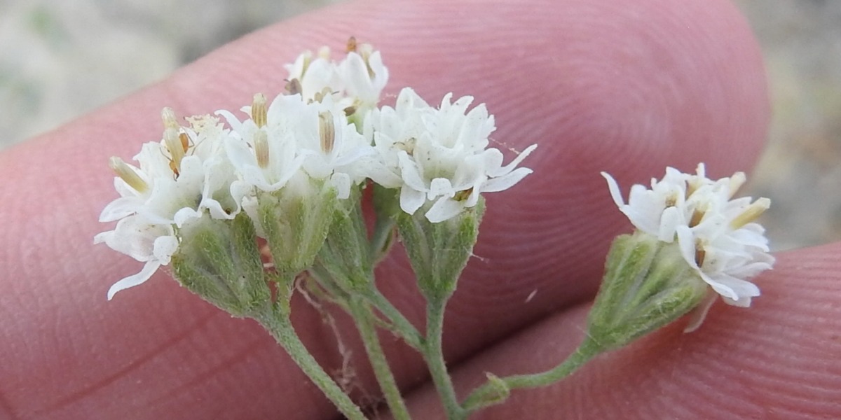 Weed Alert: Sticky florestina spreading south