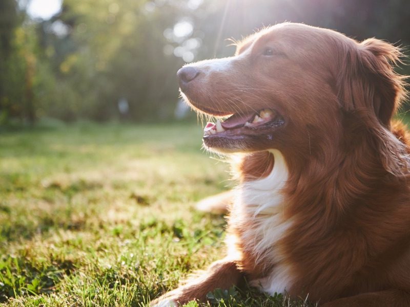 It’s a dog’s day out this Sunday