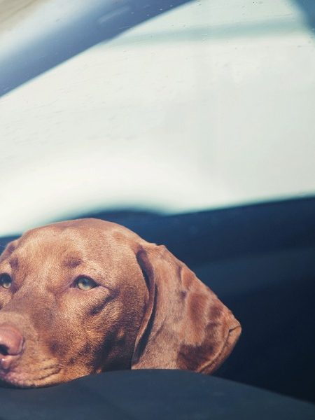NSW Government plans to outlaw dogs in hot cars, but no certainty yet