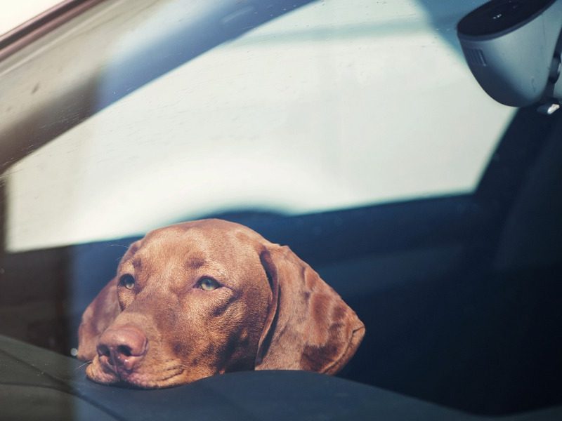NSW Government plans to outlaw dogs in hot cars, but no certainty yet