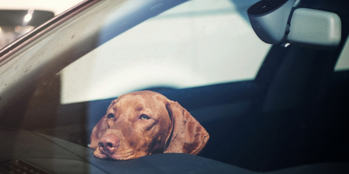 NSW Government plans to outlaw dogs in hot cars, but no certainty yet