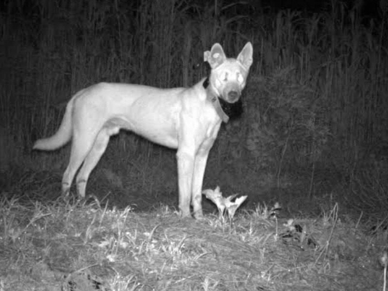 Wild dog baiting programs underway across NSW