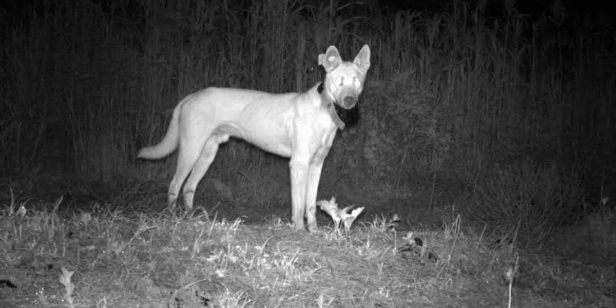 Wild dog baiting programs underway across NSW