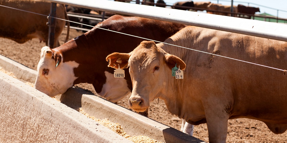 New $45 million program launched to fast-track feedlot innovation and adoption