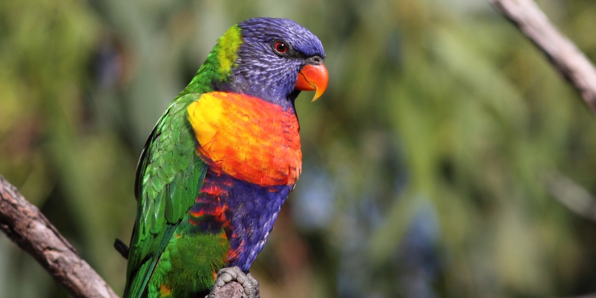 The one week that makes birding trendy