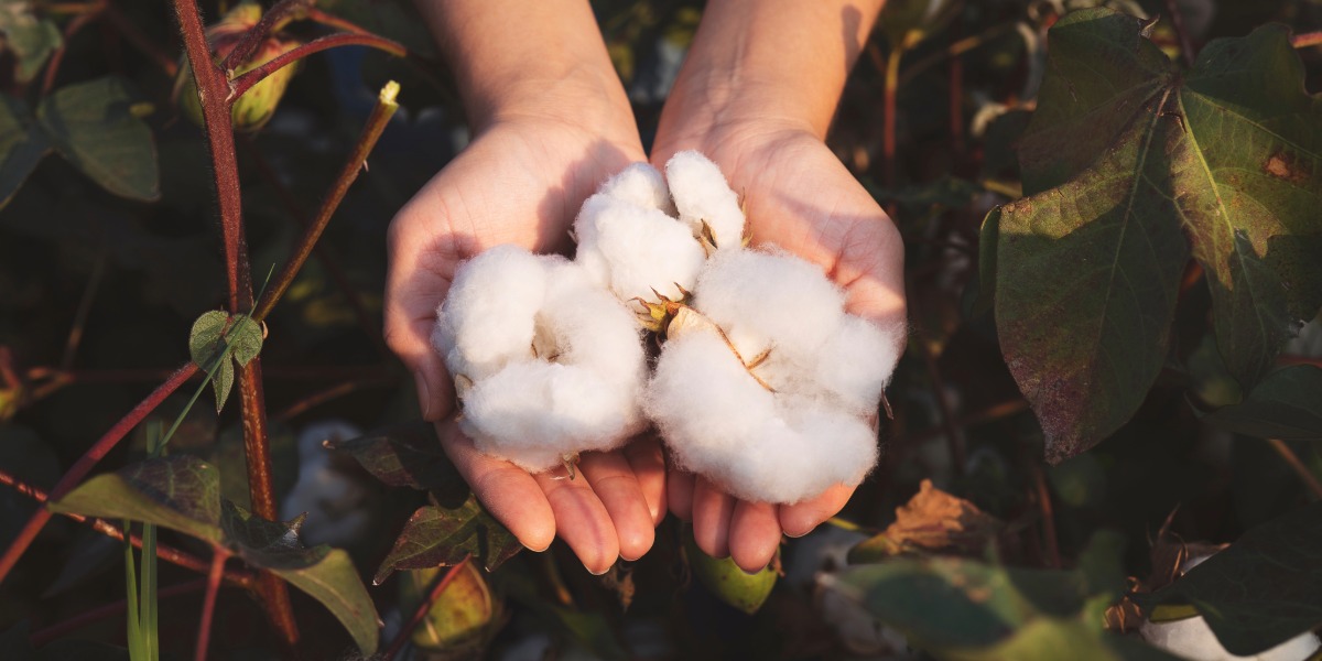 Future leaders wanted for Australia’s cotton industry