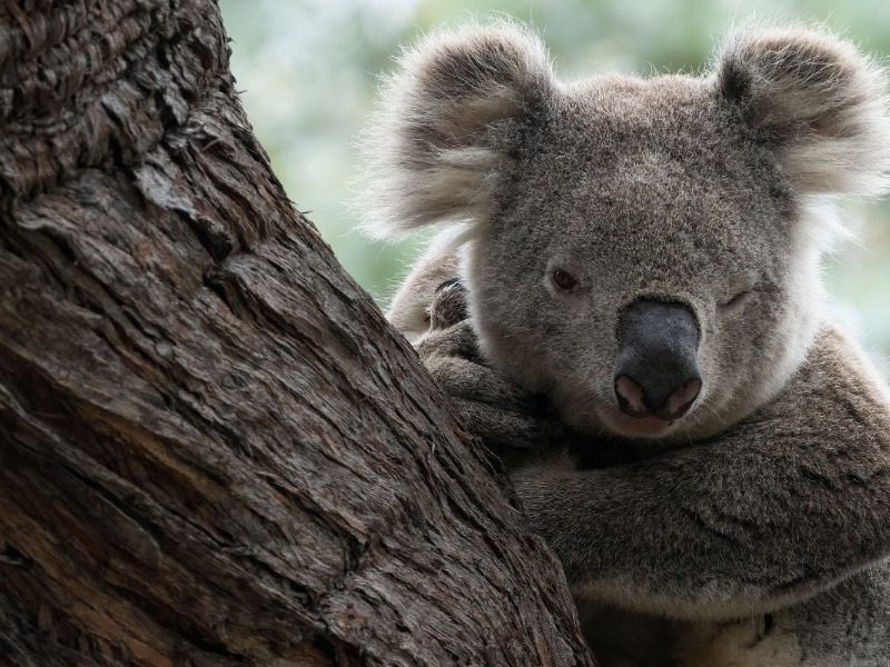 Promises, promises: Koala park announced but opinions divided