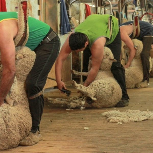 Farmers back labour hire crackdown, but warn shearers and harvesters must not be caught