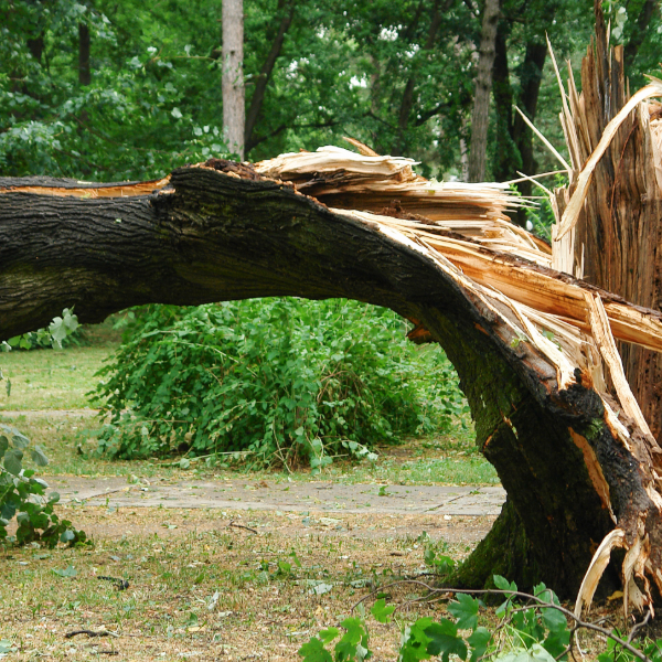 Tree vandals face $500,000 penalties