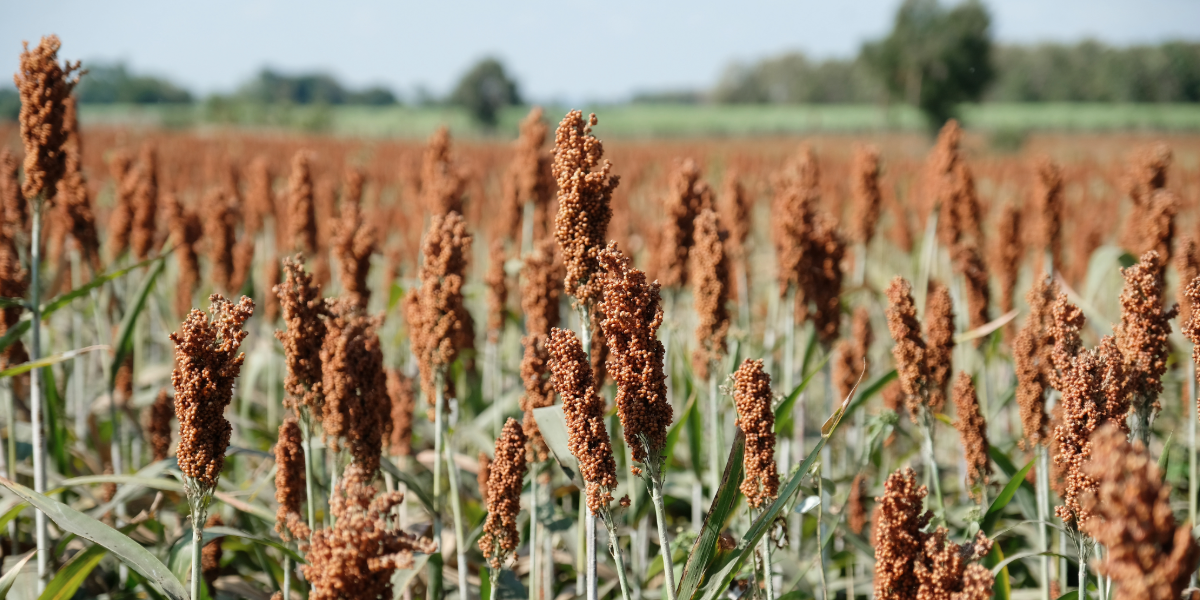 Crop margins stay tight, but yields help