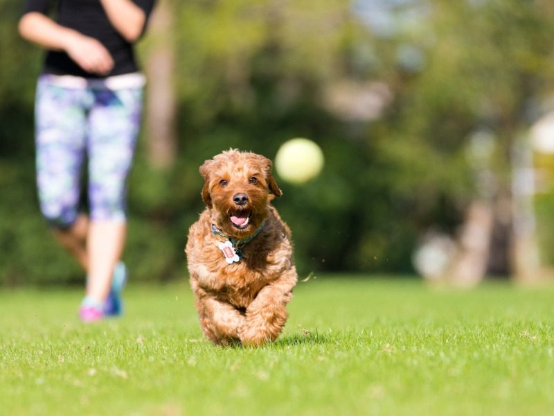 Have your say on Moree’s off-leash dog park