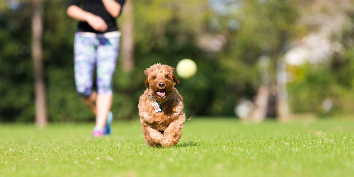 Have your say on Moree’s off-leash dog park