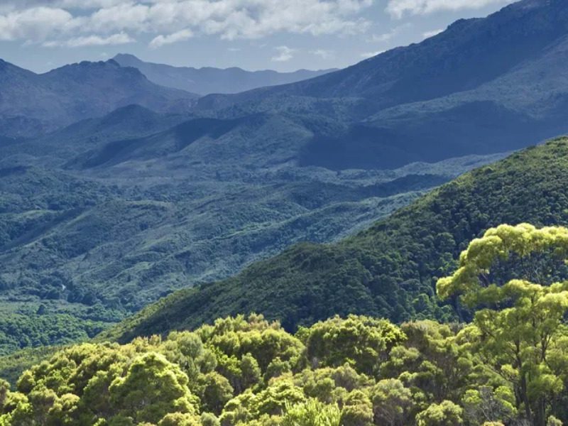 Confusion surrounds new forest carbon credit method as opposition comes from all sides