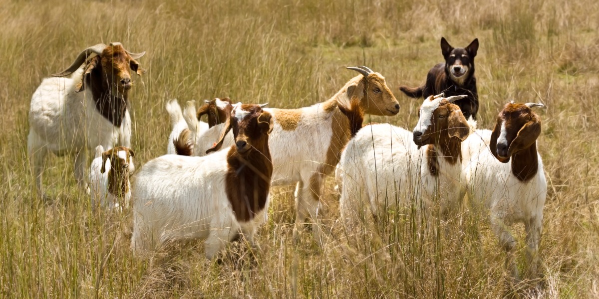 Biggest goat levy shakeup in 30 years