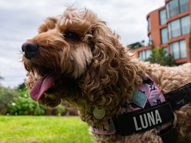 Luna leads pack as NSW’s top dog name
