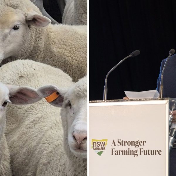 NSW Farmers moves to strip MLA of NLIS database project