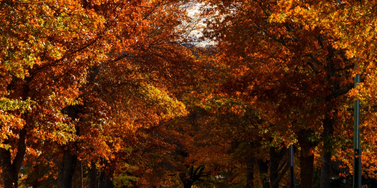 Tenterfield Shire Council to protect future of iconic Pin Oaks