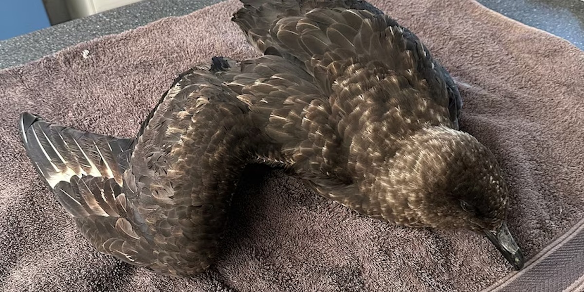 Uncertainty for wildlife as killer bird flu detected