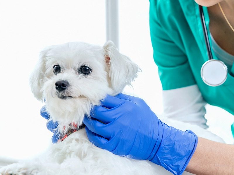 New laws target vet workforce, regional services